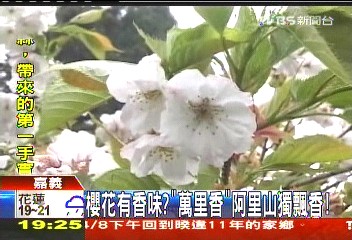 櫻花有香味? 「萬里香」阿里山獨飄香