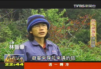 【一步一腳印】不問收穫先付出　竹子湖海芋拚出路