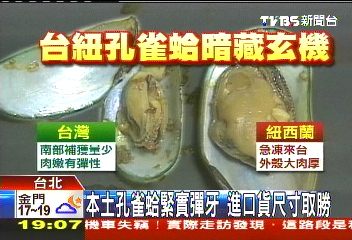 〈獨家〉淡水河污染！　八里現撈孔雀蛤絕跡