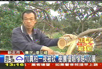 70真柏一夜被砍 樹農傻眼慘賠400萬