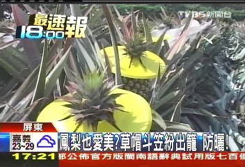 鳳梨也愛美?草帽斗笠紛出籠 防曬!