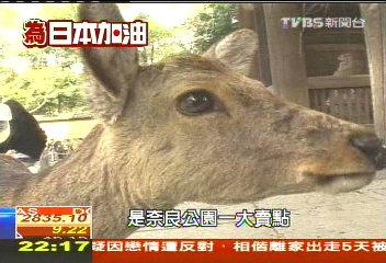 東大寺為日本祈福 賞櫻心情沈重