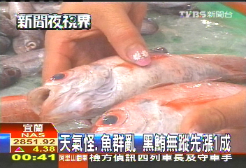 天氣怪、魚群亂 黑鮪無蹤先漲1成