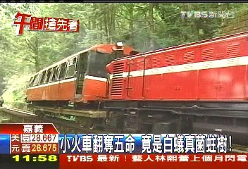 小火車翻奪5命 竟是白蟻、真菌蛀樹