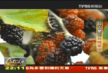 【一步一腳印】歐吉桑的有機桑椹 自然農法成先驅!