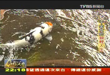 【一步一腳印】「我的雷諾瓦不見了」 千金女的錦鯉人生