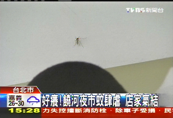 好癢!饒河夜市蚊肆虐 店家氣結