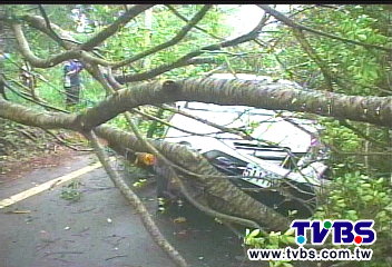 疑山區大雨下不停　3公尺大樹斷壓車