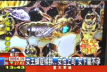 女王蜂症候群！女性上司　女下屬不孕