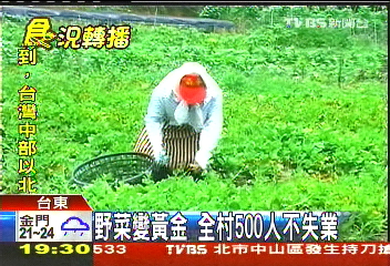 野菜變黃金　全村500人不失業
