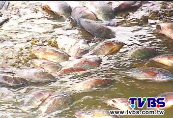 八里「砷魚」翻白肚　疑流向中央市場