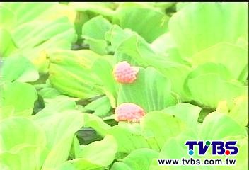 鼓勵養福壽螺取蝦紅素? 陳菊否認