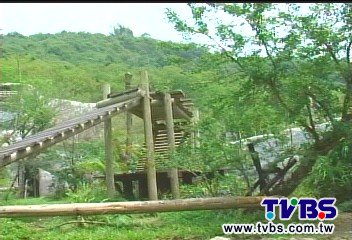 白老虎來台 壽山動物園仿叢林迎虎
