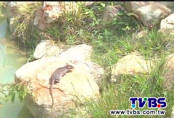 〈獨家〉鼠輩橫行！民眾亂餵食　公園衛生堪虞