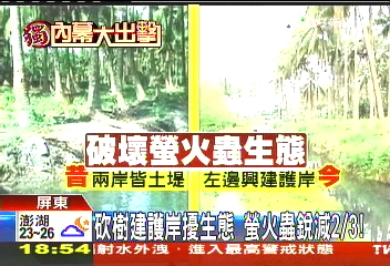 〈獨家〉砍樹建護岸擾生態　螢火蟲銳減2/3