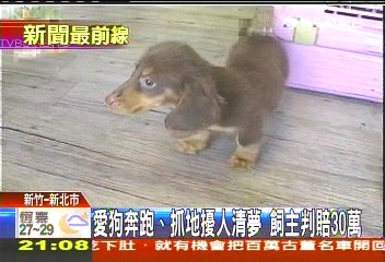 愛狗奔跑、抓地擾人清夢 飼主判賠30萬