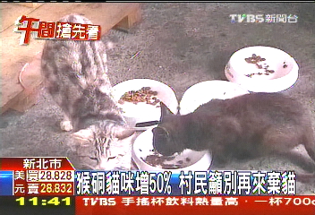 猴硐貓咪增50%　村民籲別再來棄貓