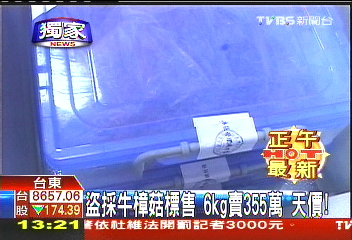 〈獨家〉「6kg賣355萬」牛樟菇首拍賣　創天價