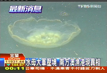 水母大軍壓境　南方澳漁港現異相