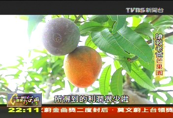 【一步一腳印】搶救老爸芒果園 打造專屬品牌!