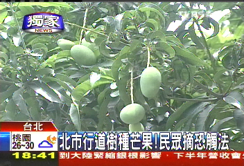 〈獨家〉北市行道樹種芒果！　民眾摘恐觸法