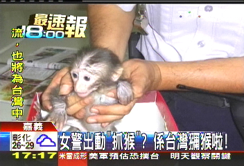 女警出動「抓猴」? 係台灣獼猴啦!