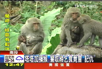 塔塔加獼猴　警取締乞食竟會「記仇」