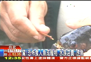 驚!恐怖食人魚成寵物 水族店賣「虎魚」