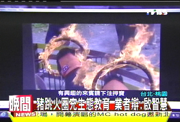 豬跳火圈充生態教育? 業者辯:啓智慧