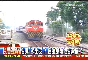 台東「熊出沒」？　自強號險撞台灣黑熊