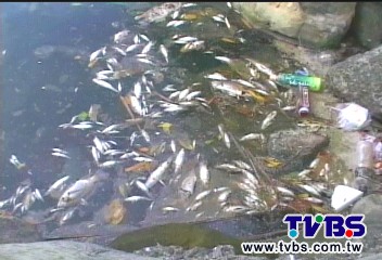 封溪復育8年!惡男倒毒汁捕魚 全死了