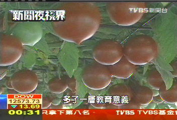 水耕栽培 一顆種子年產2萬顆番茄