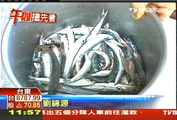 生吃沙丁魚致死　疑魚吃毒藻累積毒素