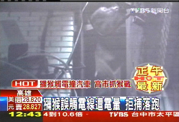 獼猴誤觸電線遭電暈 拒捕落跑
