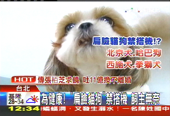 為健康!「扁臉貓狗」禁搭機 飼主無奈