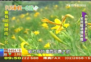 【FUN暑假一日遊】新社採菇!挑戰賽車漆彈 賞金針花海