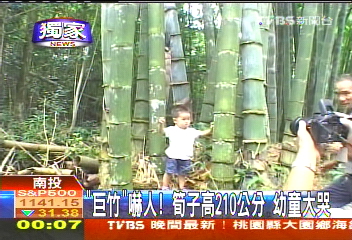〈獨家〉「巨竹」嚇人!筍子高210公分 幼童大哭