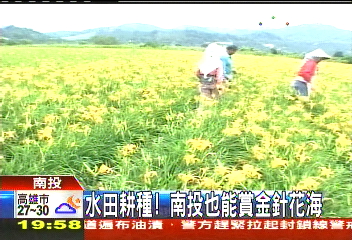 水田耕種! 南投也能賞金針花海
