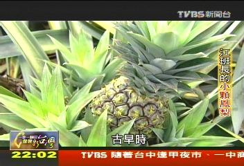 【一步一腳印】江班長小小鳳梨 用傳統智慧延續好品質