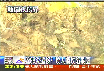躲88災遷移? 咬人蟻攻陷果園