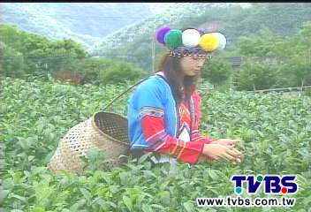 【FUN暑假一日遊】阿里山新玩法　採茶喝咖啡走迷糊步道