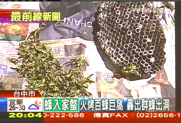泳池草蜂螫傷童 義消火攻燒百蜂