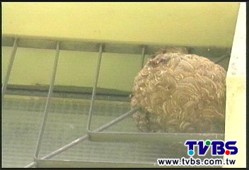 蜂螫女娃2小時不處置？　家屬控醫疏失