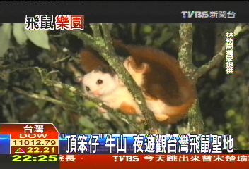 難得一見！　嘉義「頂笨仔」飛鼠越山林