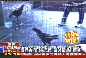 廢豬舍內鬥雞聚賭 警突擊逮31賭客