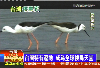 飛來避寒暑的嬌客 台灣侯鳥全紀錄