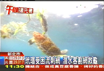 玳瑁受困流刺網　潛水客割網救龜