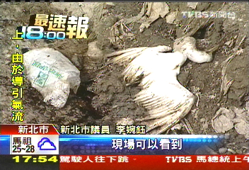 垃圾水臭浮鳥屍 千人社區不敢開窗