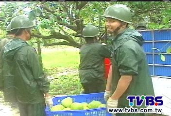 南瑪都颱/搶收瑞穗文旦 國軍出動325名阿兵哥
