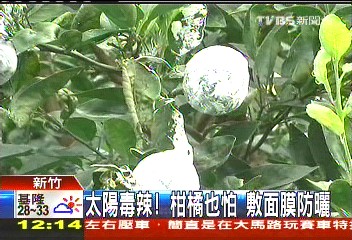 太陽毒辣!柑橘也怕 敷面膜防曬